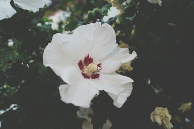 Close-up of white flower