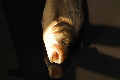 Fresh sea bass fish close-up, isolated, close-up. high quality photo