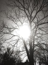 Sun shining through trees