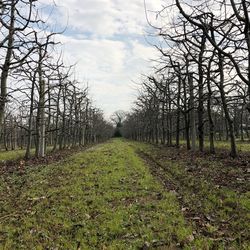 Trees on field against sky