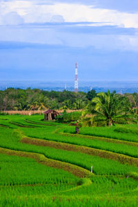 Scenic view of agricultural field against sky