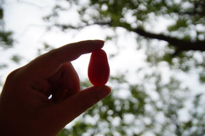 Close-up of hand holding fruit