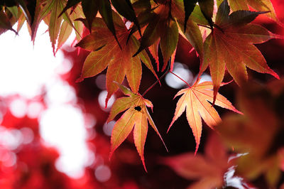 Close-up of maple leaves on tree