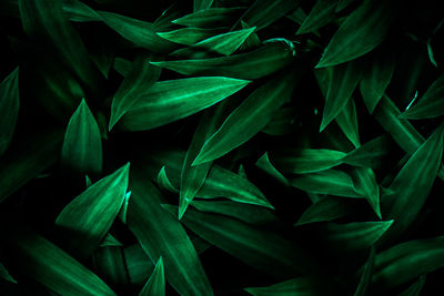 Full frame shot of green leaves