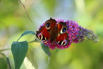 Close-up of butterfly - aglais io - pollinating on flower
