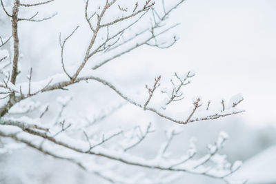 Snow on the branch of a tree