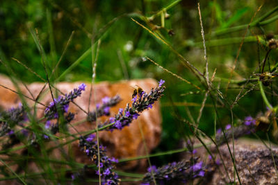 Close-up of insect on plant