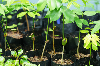 Close-up of small plant