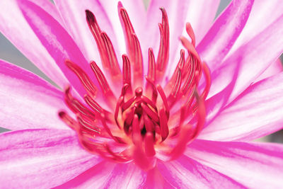 Close-up of pink flower. nymphaea nouchali 