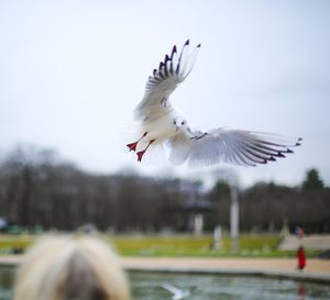 Close-up of bird flying against clear sky