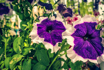 Close-up of purple flowering plants