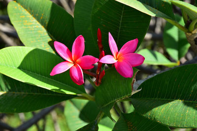 Close-up of pink flowering plant leaves