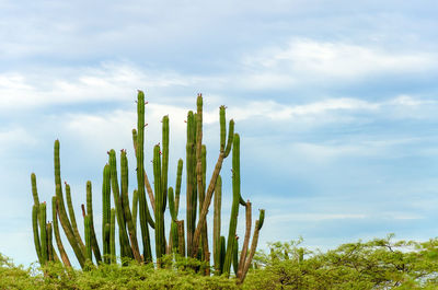 Low angle view of cactus plants on field against sky