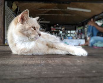 Close-up of a cat lying on floor