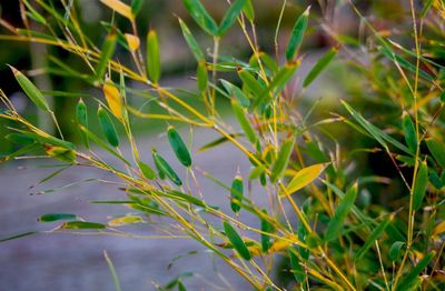 Close-up of plant growing on field