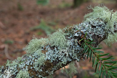 Selective focus close up of lichen on a fallen branch at washington park in anacortes, washington