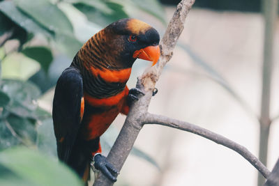 Close-up of parrot perching on branch