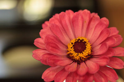 Close-up of pink flower blooming outdoors