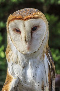 Close-up portrait of a owl