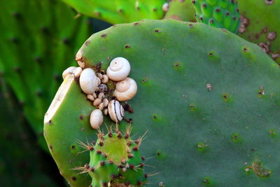 High angle view of shell on plant