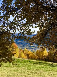 Trees on field against sky during autumn