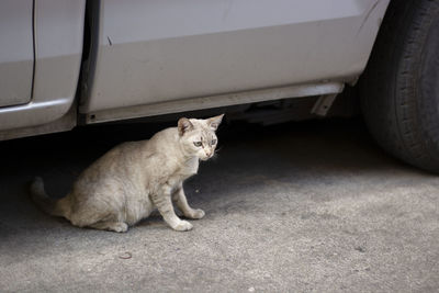 Cat sitting on a car