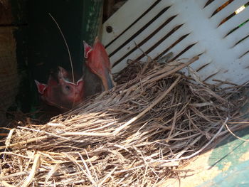 View of birds in nest