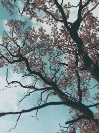 Low angle view of trees against sky