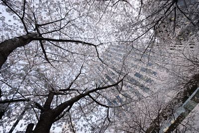 Low angle view of bare tree