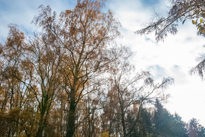 Low angle view of trees against sky