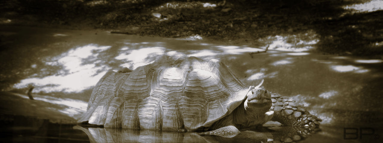 Tortise