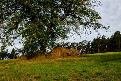 Trees on field against sky