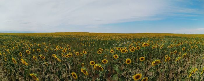 Scenic view of sunflower field against sky