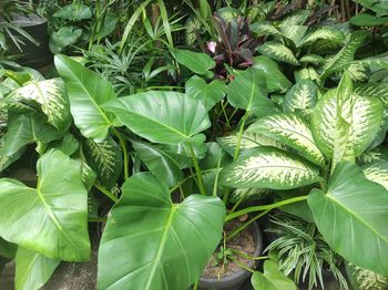 Close-up of green leaves