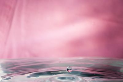 Close-up of water drops on pink flower