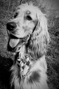 Close-up of dog on field