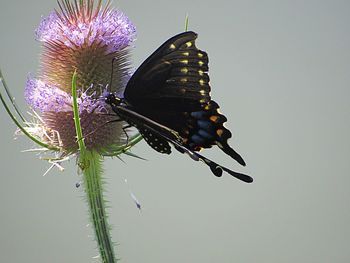 Close-up of butterfly pollinating on purple flower