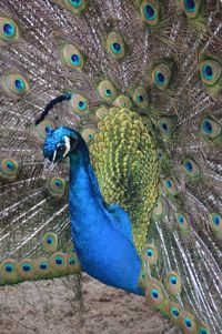 Close-up of peacock