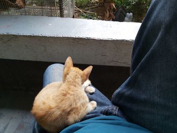 Cat lying on man relaxing at home