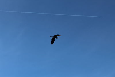 Low angle view of bird flying in sky