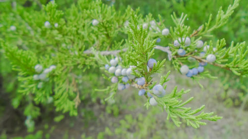 Close-up of flower bud