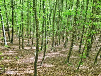 View of trees in forest