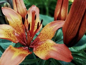 Close-up of day lily blooming outdoors