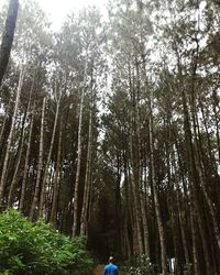 Trees in forest