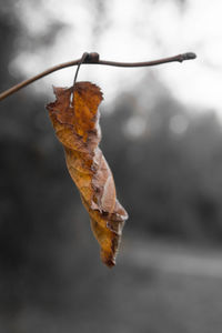 Close-up of dry leaf on twig