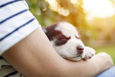 Close-up of dog