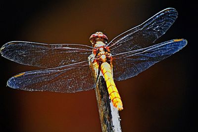 Close-up of damselfly on leaf