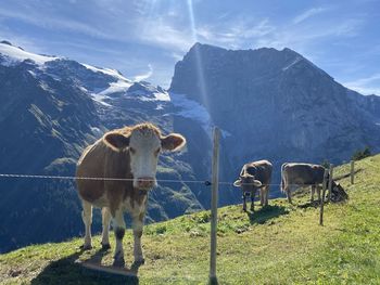 Cows standing on field by mountain against sky
