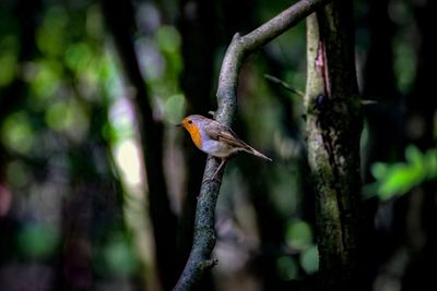 Close-up of bird perching on tree