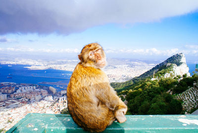 Portrait of monkey sitting on retaining wall against cloudy sky at gibraltar